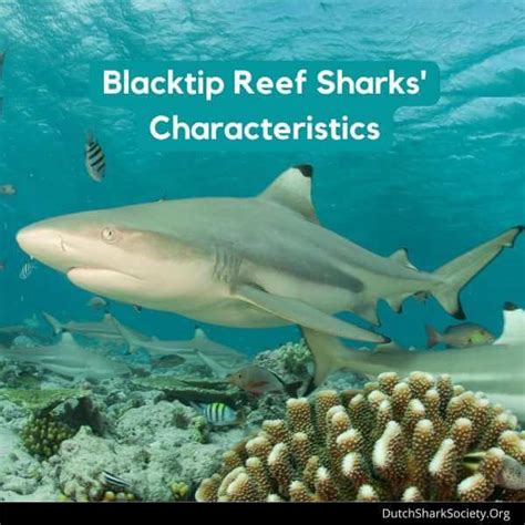 Blacktip Reef Sharks Facts And Info Guide - Dutch Shark Society