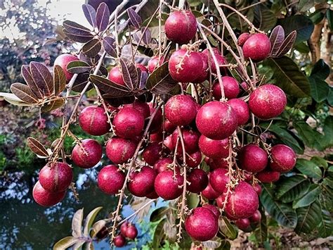 Grafted Red Ruby Longan Fruit Tree Seeds Ship By DHL Express Free ...