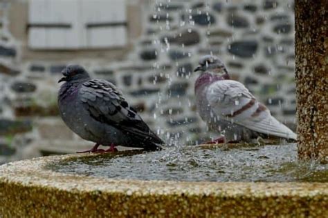 5 Wildlife Attracting Water Features - Water Garden Advice