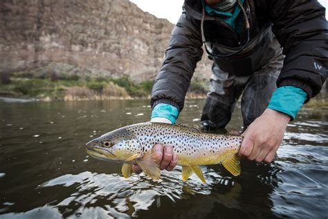 13 Best Fly Fishing Rivers in Montana - Fishmasters.com