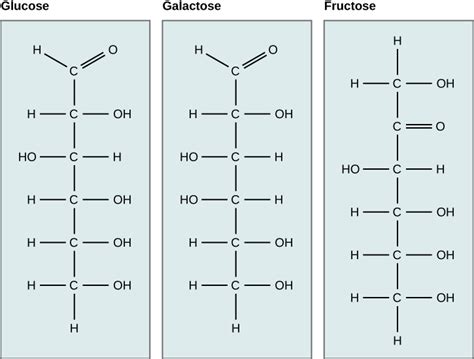 Carbohydrates | OpenStax Biology 2e