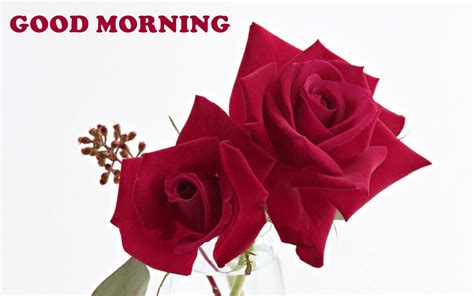 Download Good Morning Sweet Red Roses Hd Wallpaper - Good Morning ...