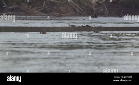 Capybara swimming Stock Videos & Footage - HD and 4K Video Clips - Alamy