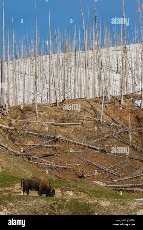 Bison (Bison Bison) grazing near thermal area, Yellowstone National ...