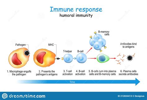 Humoral Immunity Diagram