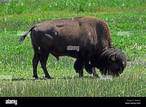 Bison grazing, Yellowstone Stock Photo - Alamy