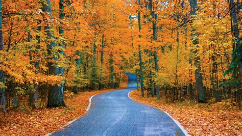 Michigan's top fall color spot is ... Tunnel of Trees