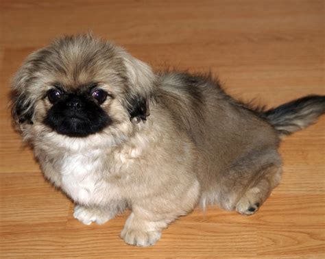 Pekingese - Puppies, Rescue, Pictures, Information, Temperament ...