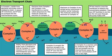 Electron Transport Chain Chart