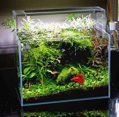 How To Take Care Of A Betta Fish - Best Betta Fish Tank | Fish tank ...