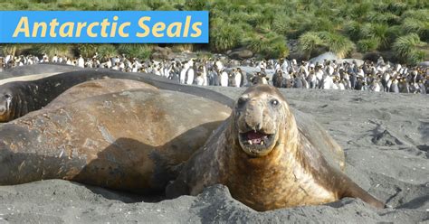 Antarctic Seals List: Pictures, Facts & Information. Seals In Antarctica.