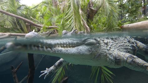 Species Spotlight: The West African Slender-Snouted Crocodile • The ...