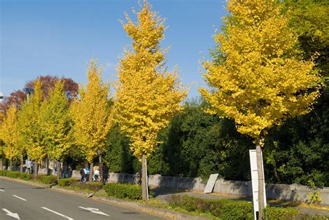 Autumn Gold Ginkgo – Charlotte Creek Nursery