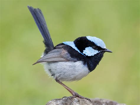 Superb Fairywren (Male) Minecraft Skin