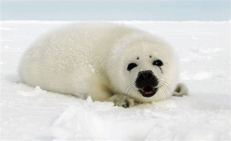 Harp Seal facts for kids Baby Harp Seal, Baby Seal, Seal Face, Fauna ...