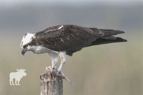 Osprey Vs Eagle: Who Would Win? — Forest Wildlife