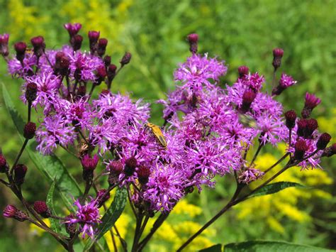 Buy Ironweed - Lauren's Garden Service - Native Plant Shop