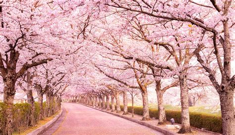 20 Best Kyoto Cherry Blossom Spots (Sakura Hanami Top Tips)