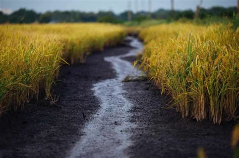 How to Grow Rice? Step-by-Step Guide | Environment Buddy