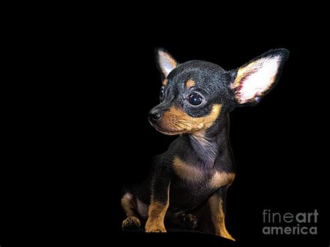 A Chipin Puppy Photograph by Al Bourassa | Fine Art America