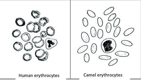 Erythrocytes shape in human and camel (Drawing: B. Faye) | Download ...