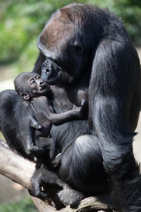 Baby gorilla and mom bonding, thriving and loving the sunshine ...