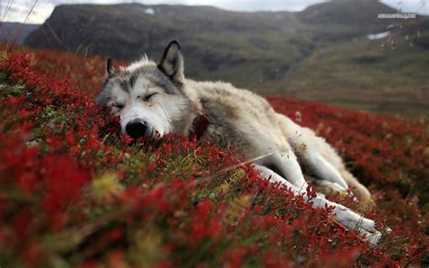 HD Wolf Pictures Wolf Wallpapers - HD Animal Wallpapers