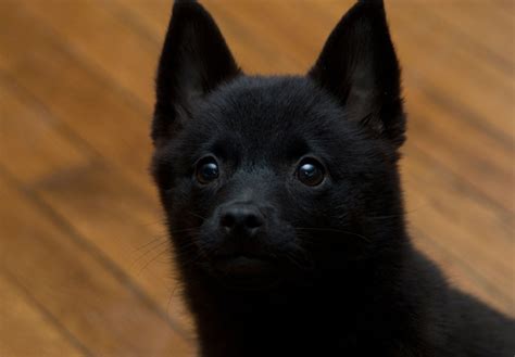 Schipperke Puppies For Sale