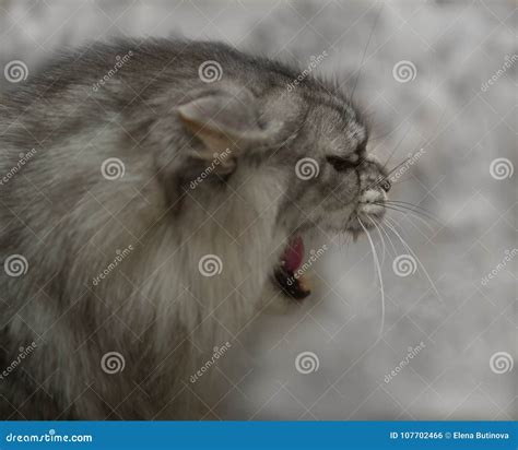 Angry cat closeup. stock photo. Image of fangs, aggression - 107702466