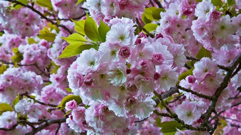 Flowering cherry tree care and growing guide | Homes & Gardens