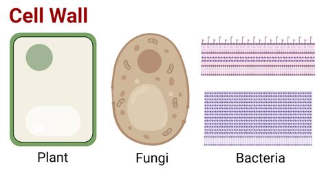 Cell Wall (Plant, Fungal, Bacterial): Structure and Functions