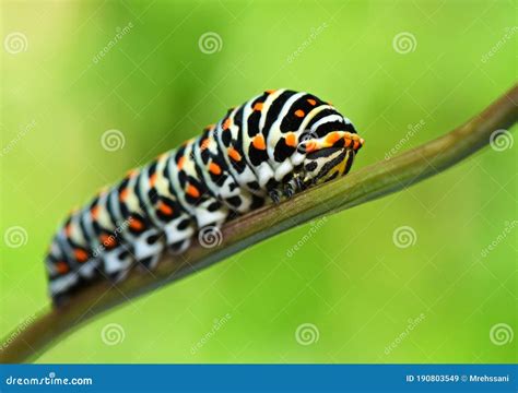 Papilio Machaon Larva , the Old World Swallowtail Butterfly Caterpillar ...