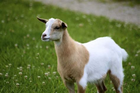 The Fainting Goats of Tennessee | Amusing Planet