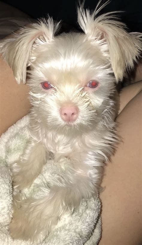 Chelsi’s Chewy ⋆ It's a Yorkie Life | Albino animals, Cute animals ...