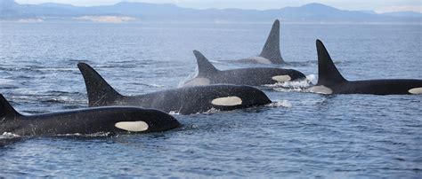 WoW! Center for Whale Research shares "epic" encounter with J, K, and L ...