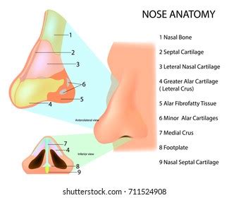 Anatomy Human Nose Human Nose Bone Stock Vector (Royalty Free) 711524908