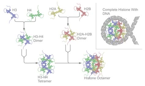 Histone Acetylation | Facts, Summary, Proteins & Mechanism