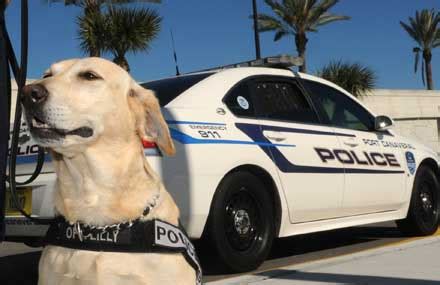 Labrador Retriever as a police dog.jpeg 65 - Disk Trend Magazine