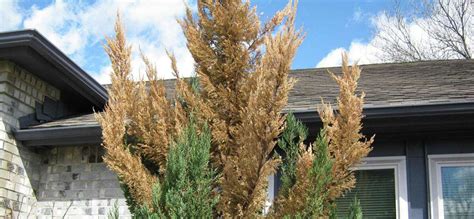 Juniper Turning Brown: Reasons & Ways To Save It - EmbraceGardening