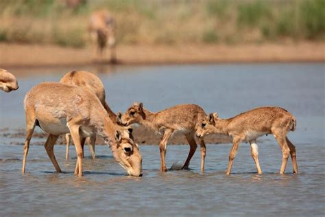 Saiga Antelope–Learn more at Wildlife Conservation Network