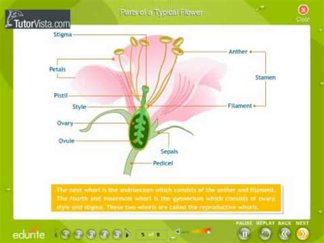 Morphology Of Flowering Plants - YouTube