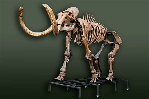 Russian woolly mammoth skeleton (Mammuthus primigenius) photos ...