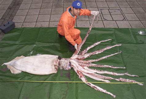 Squid | Definition, Order, Tentacles, Food, & Facts | Britannica