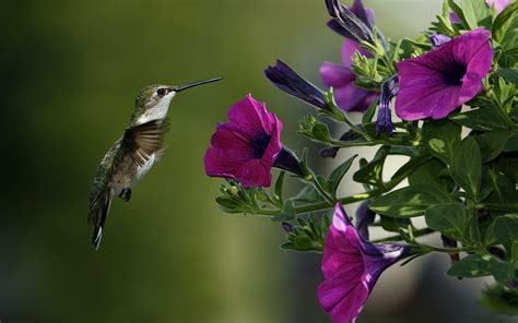 Free Hummingbird Wallpapers - Wallpaper Cave