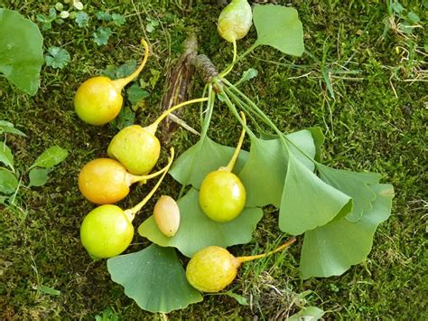 Albion Trees » Ginkgo | Ginkgo, Tree, Seeds