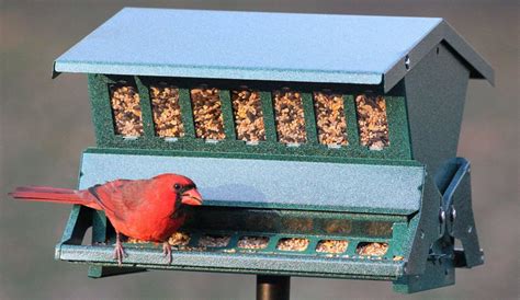 Cardinal Bird Feeder Plans