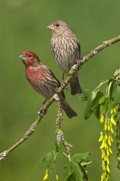 Male and female House finches (Carpodacus mexicanus) on plum blossoms ...