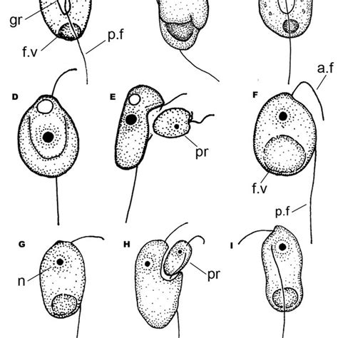 Classification of alveolates. | Download Table