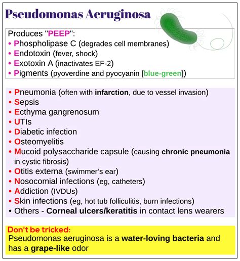 Pseudomonas aeruginosa - Medicine Keys for MRCPs