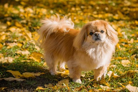 Top 11 Pekingese Breeders In The US